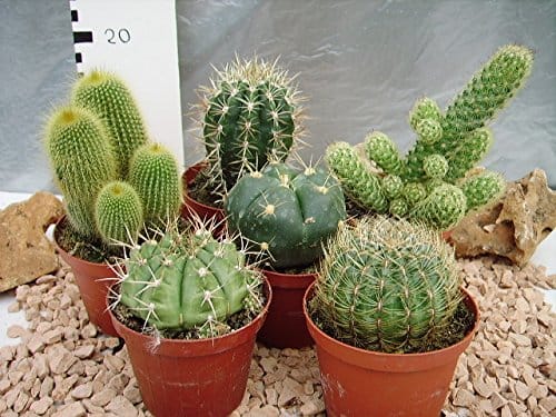 SET N. 10 piante grasse mix in vaso cm. 5,5 tutte senza spine EUR 21,00 -  PicClick IT